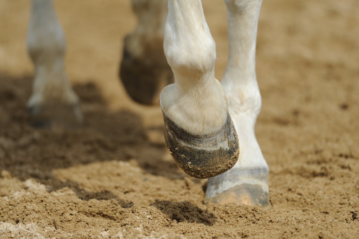 laminitis in horses conclusion