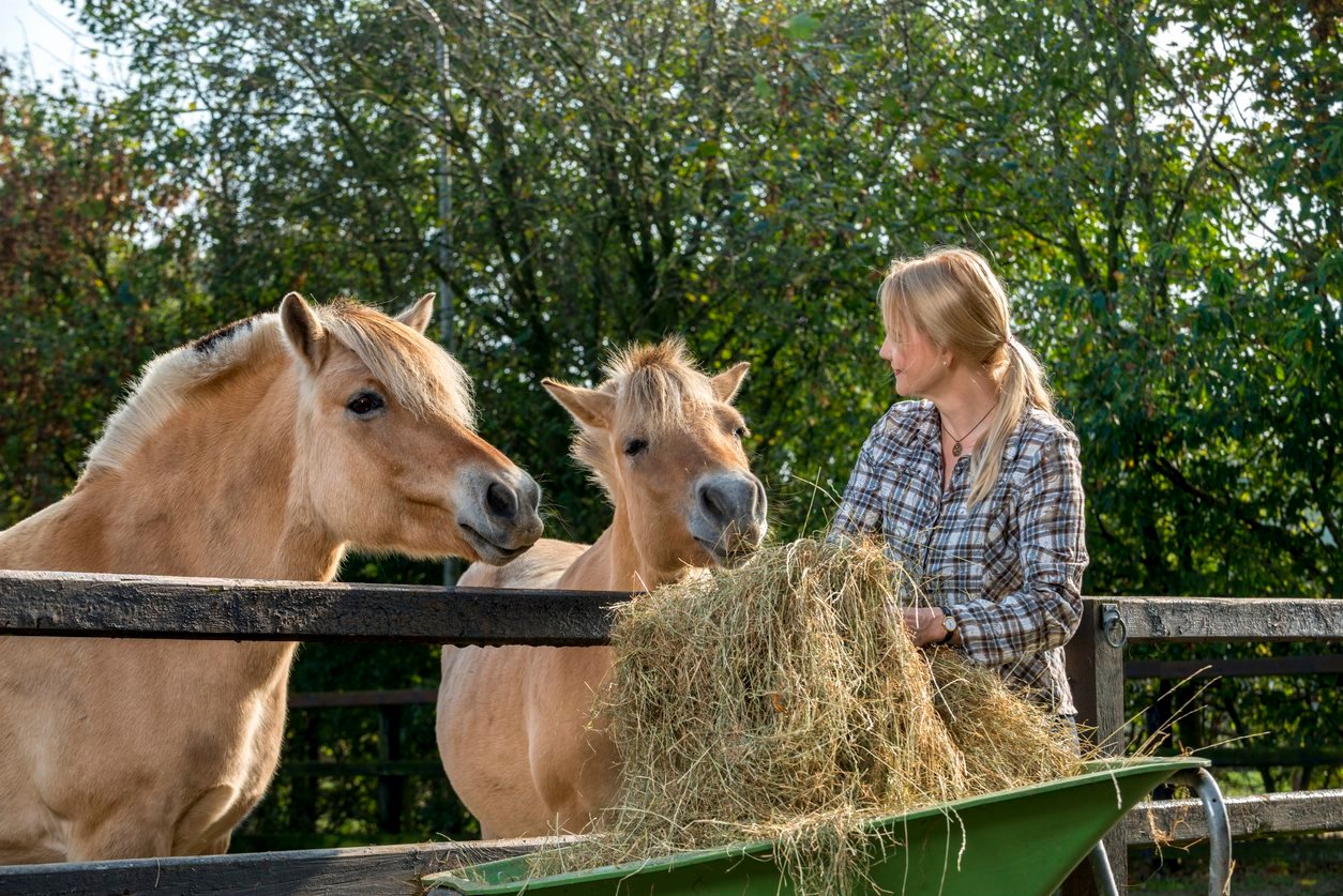 laminitis in horses prevention