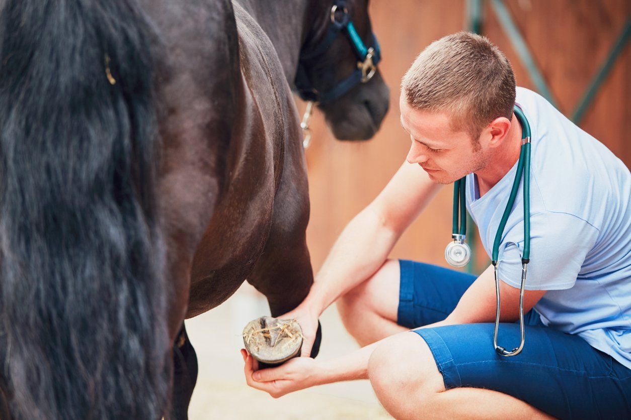 laminitis treatment