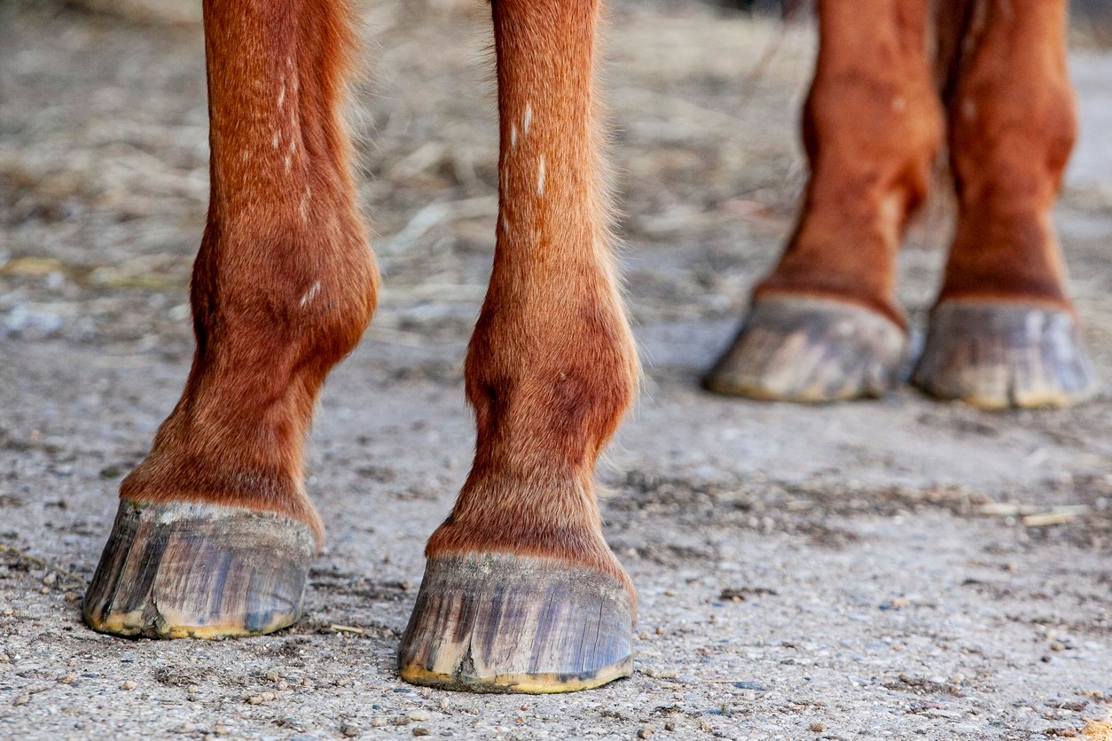 laminitis