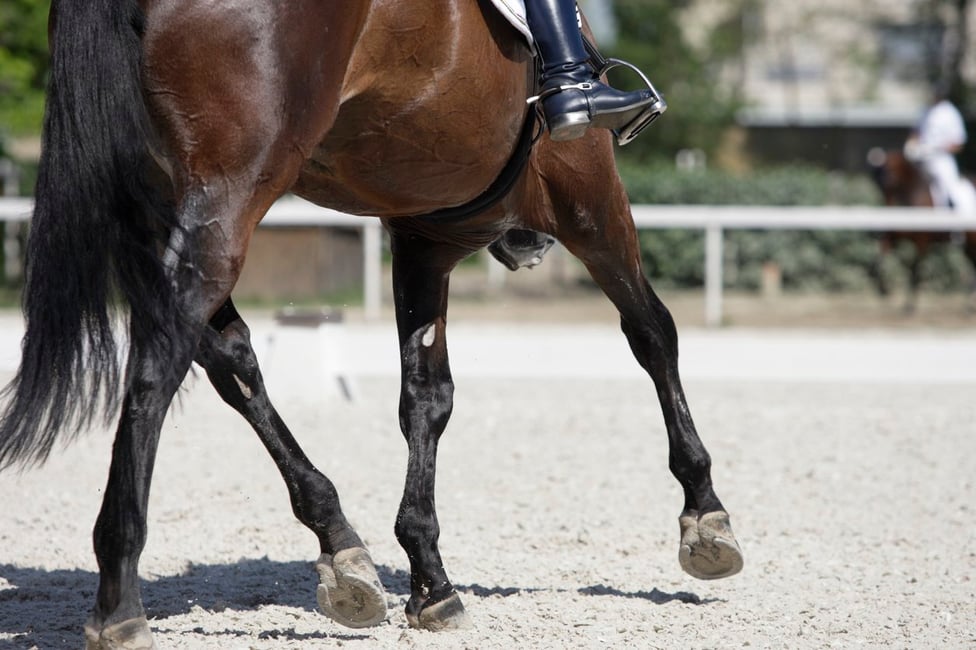 Stifle Horse Injury Symptoms, Causes, Prevention & Treatment
