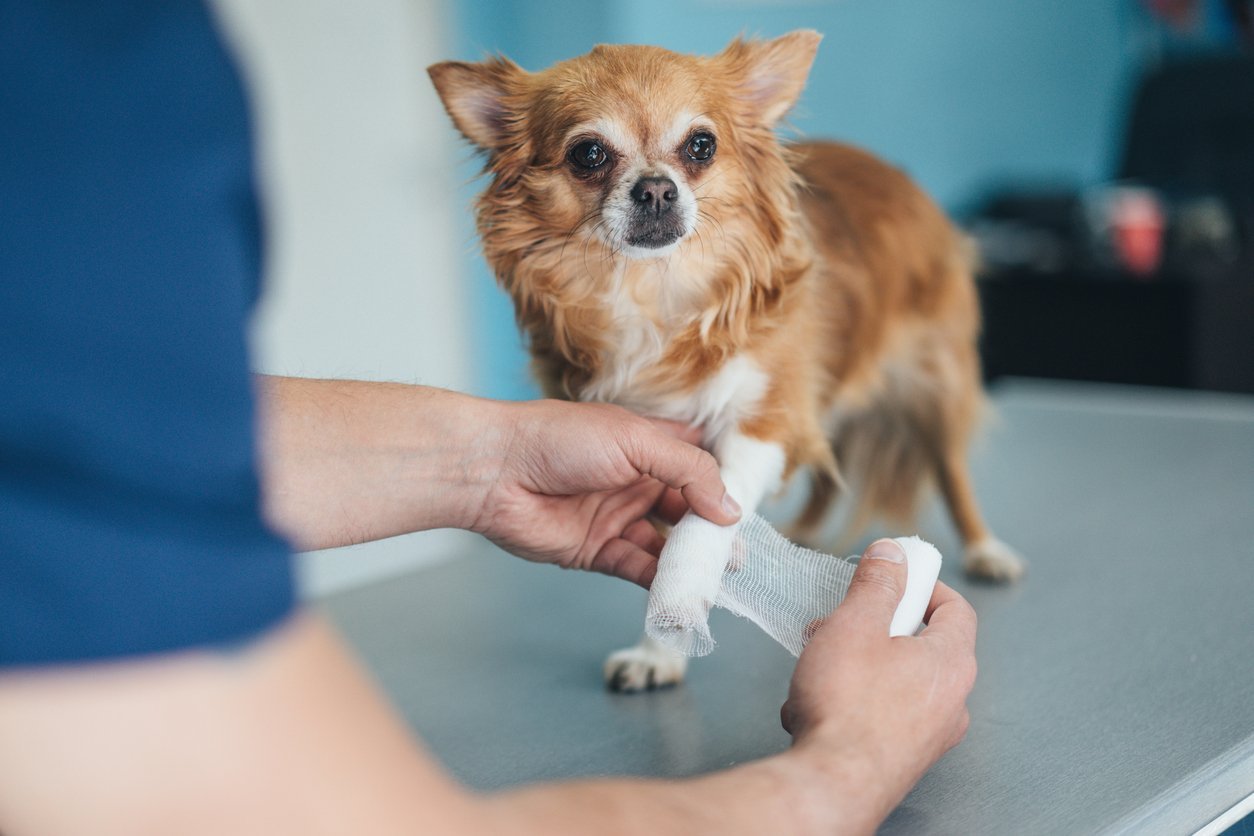 canine luxating patella prevention