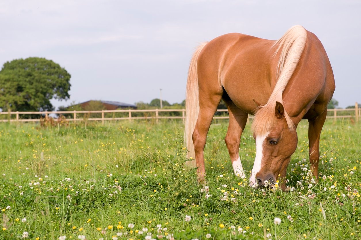 manage horse weighgt