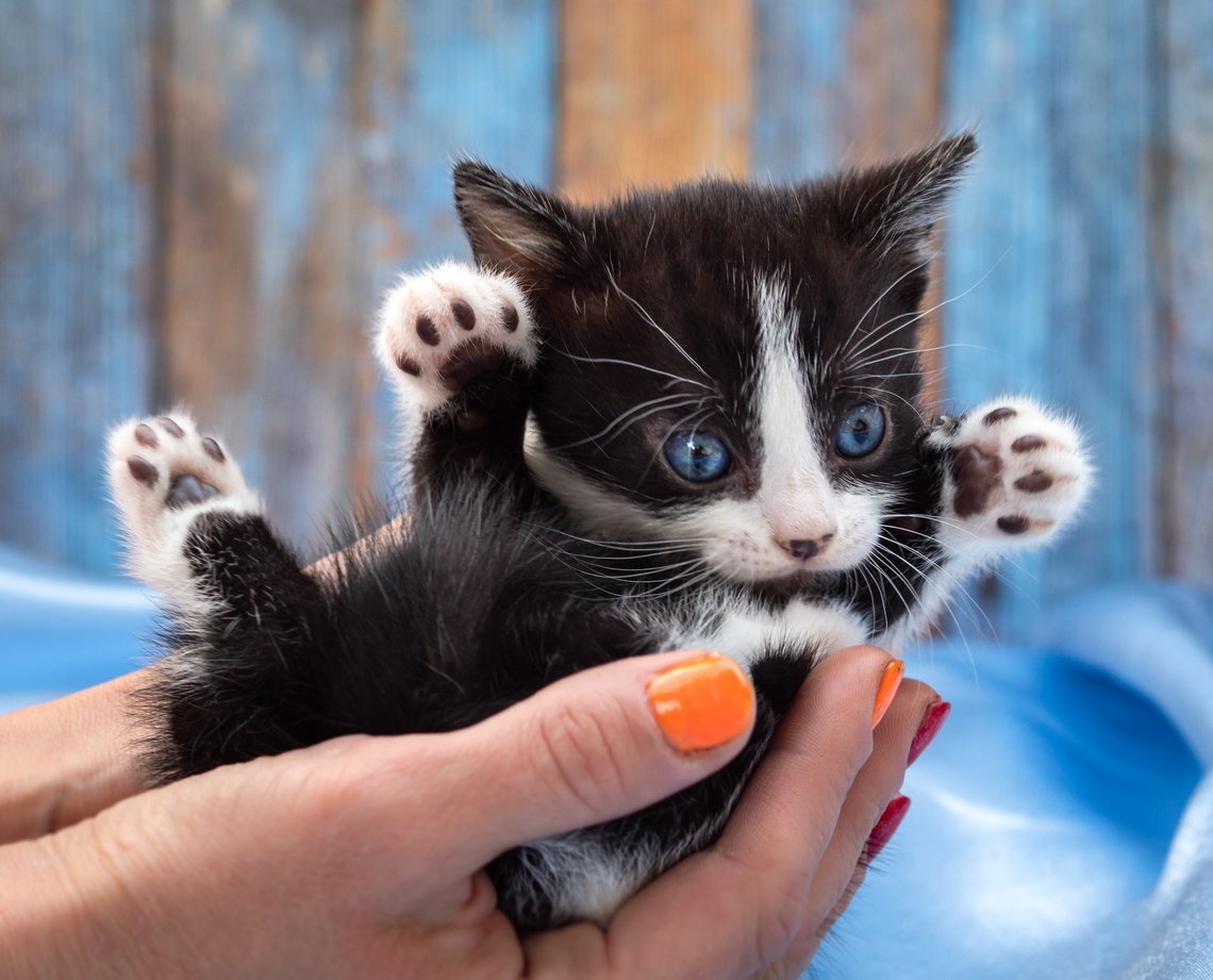 munchkin cat health