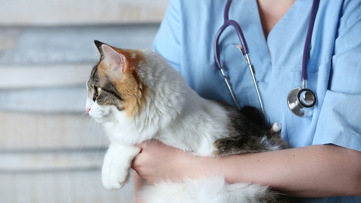 munchkin cat uremia