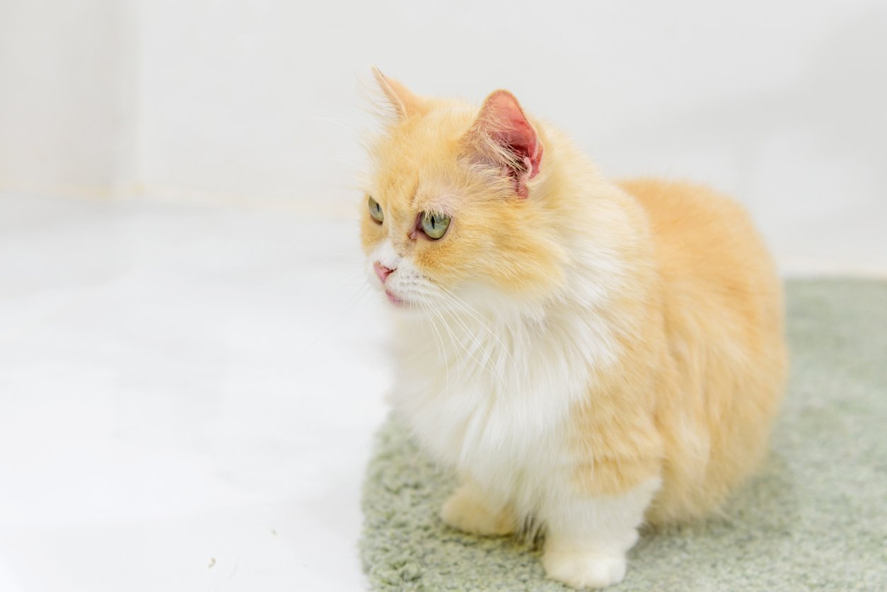 munchkin cats