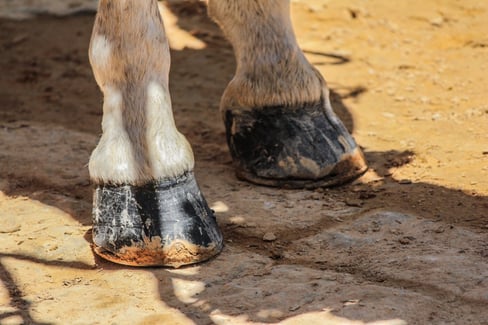 Navicular Disease in Horses: Symptoms, Prevention, Treatment & More