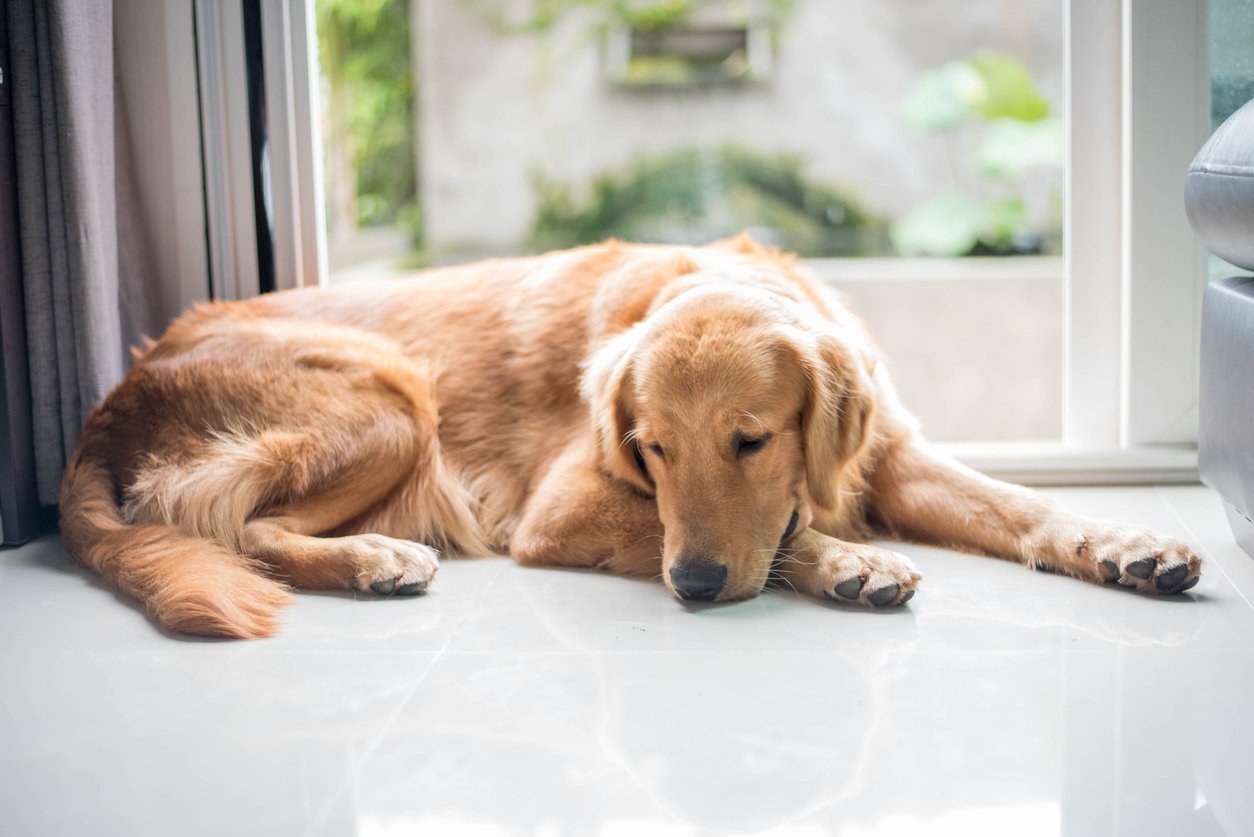 why do dogs back legs collapse