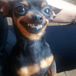 smiling dog