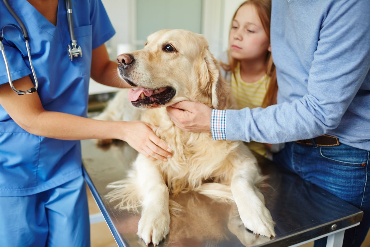 pet health issues in dogs