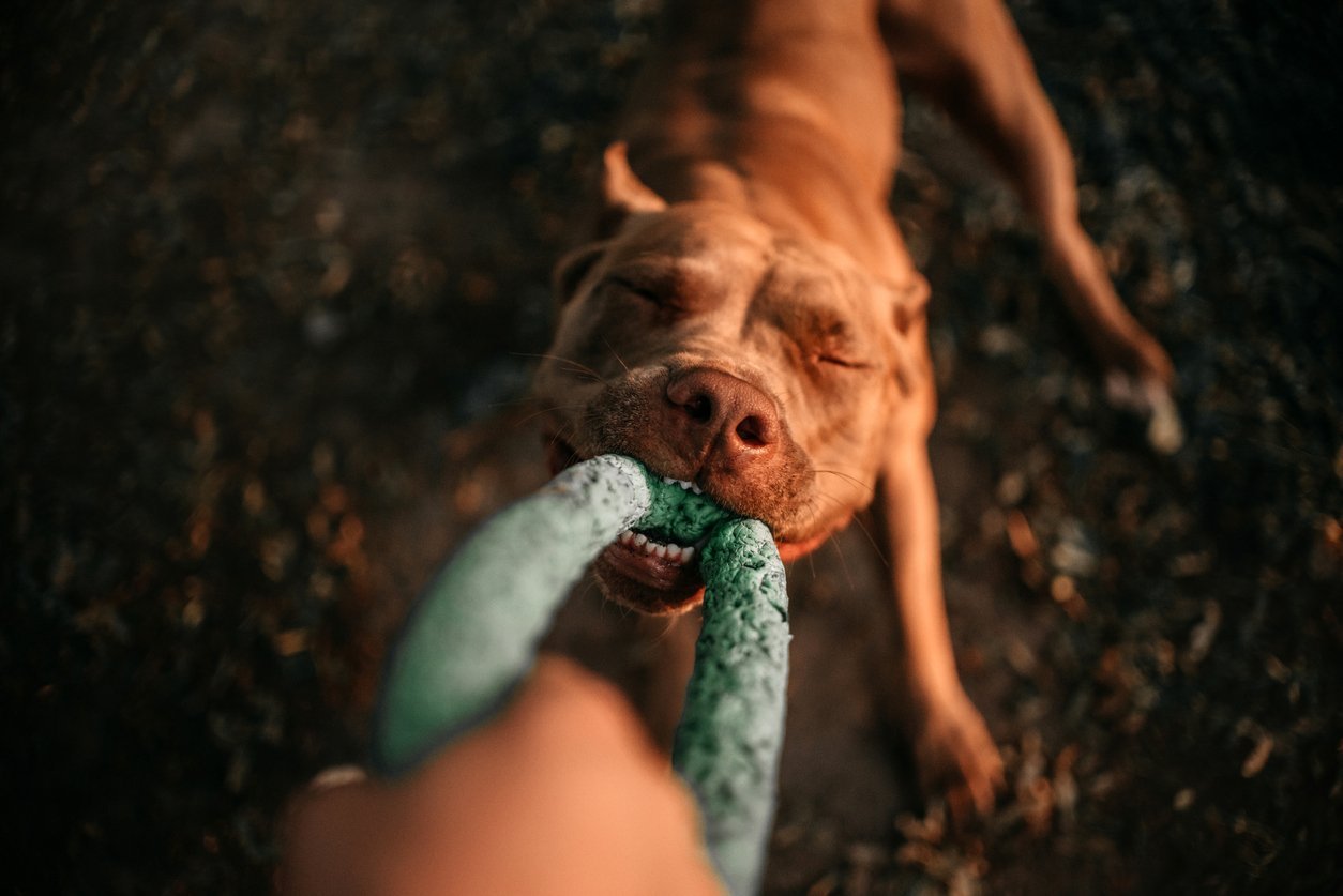 Dog Muscle Guide How To Maintain Excellent Canine Muscular Health dog-muscle-guide-how-to-maintain-excellent-canine-muscular-health
