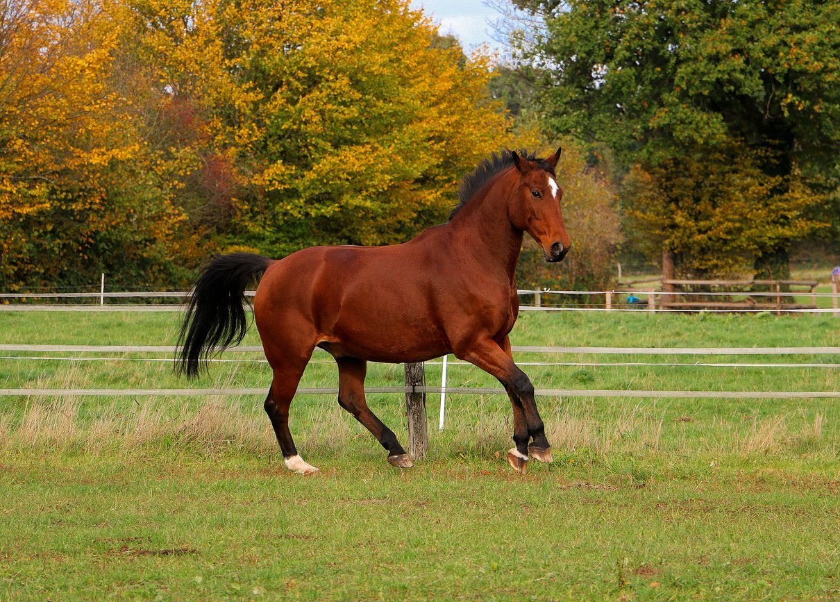 Top 5 Tips to Prepare for Quarter Horse Racing