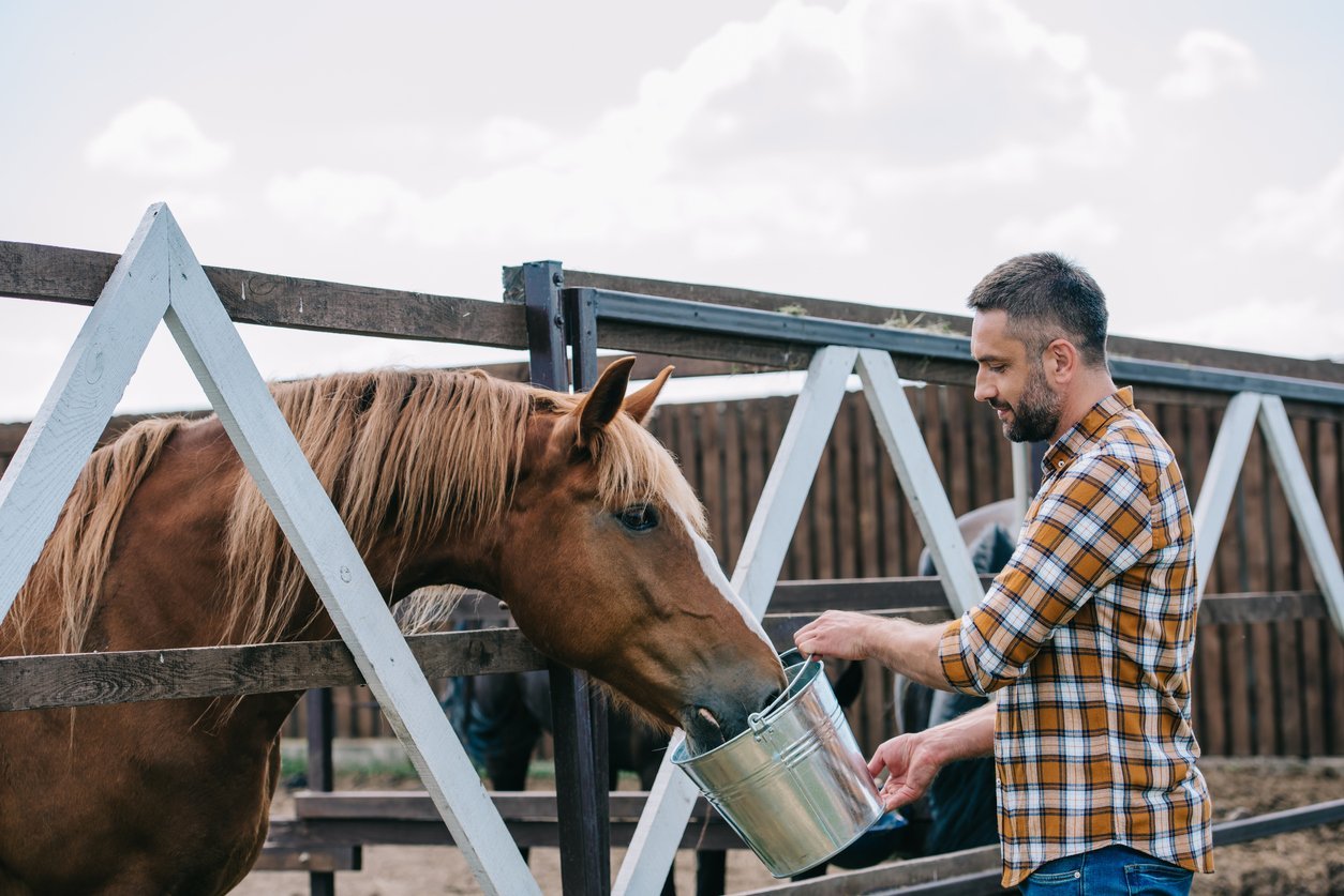 quarter horse nutrition