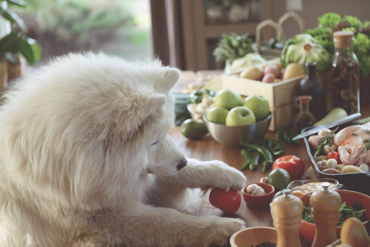 white dog with produce