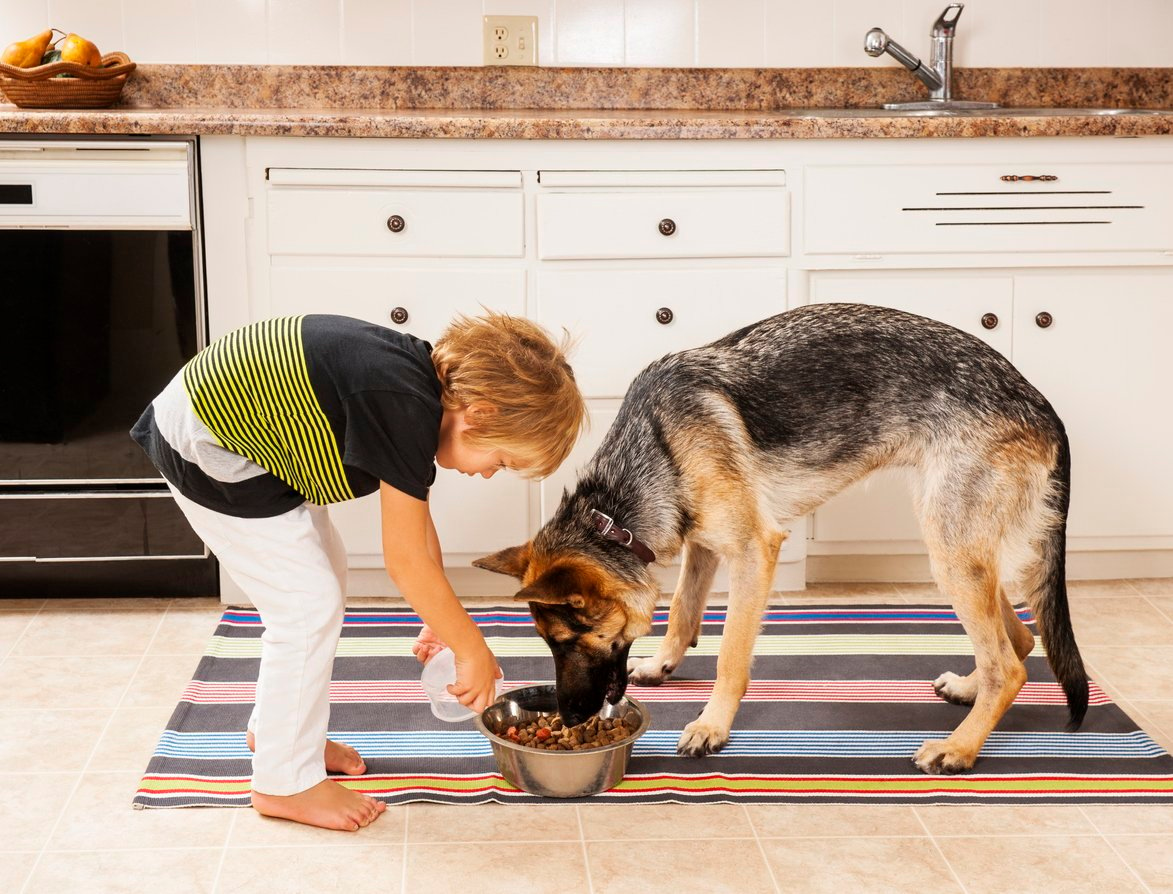 raw dog food pros and cons