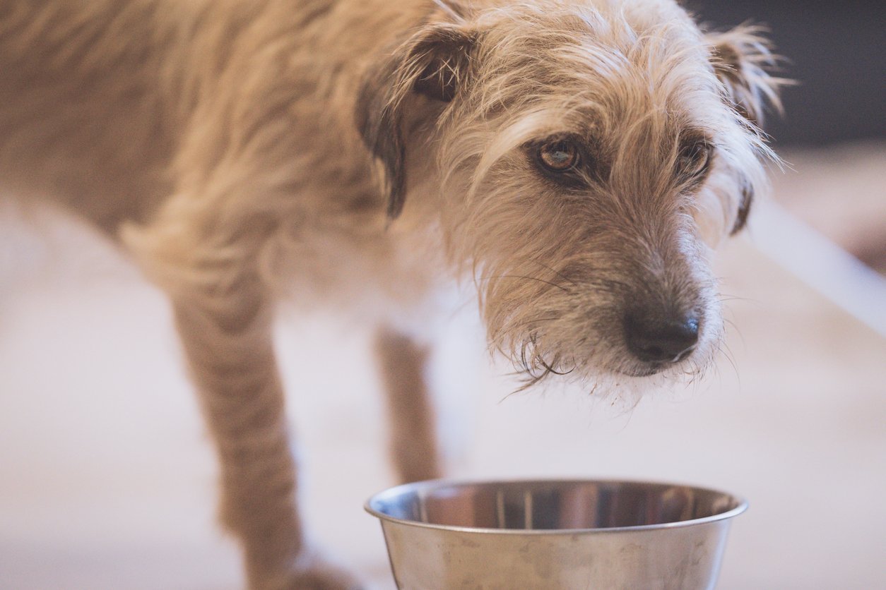 brown senior dog by food bowl