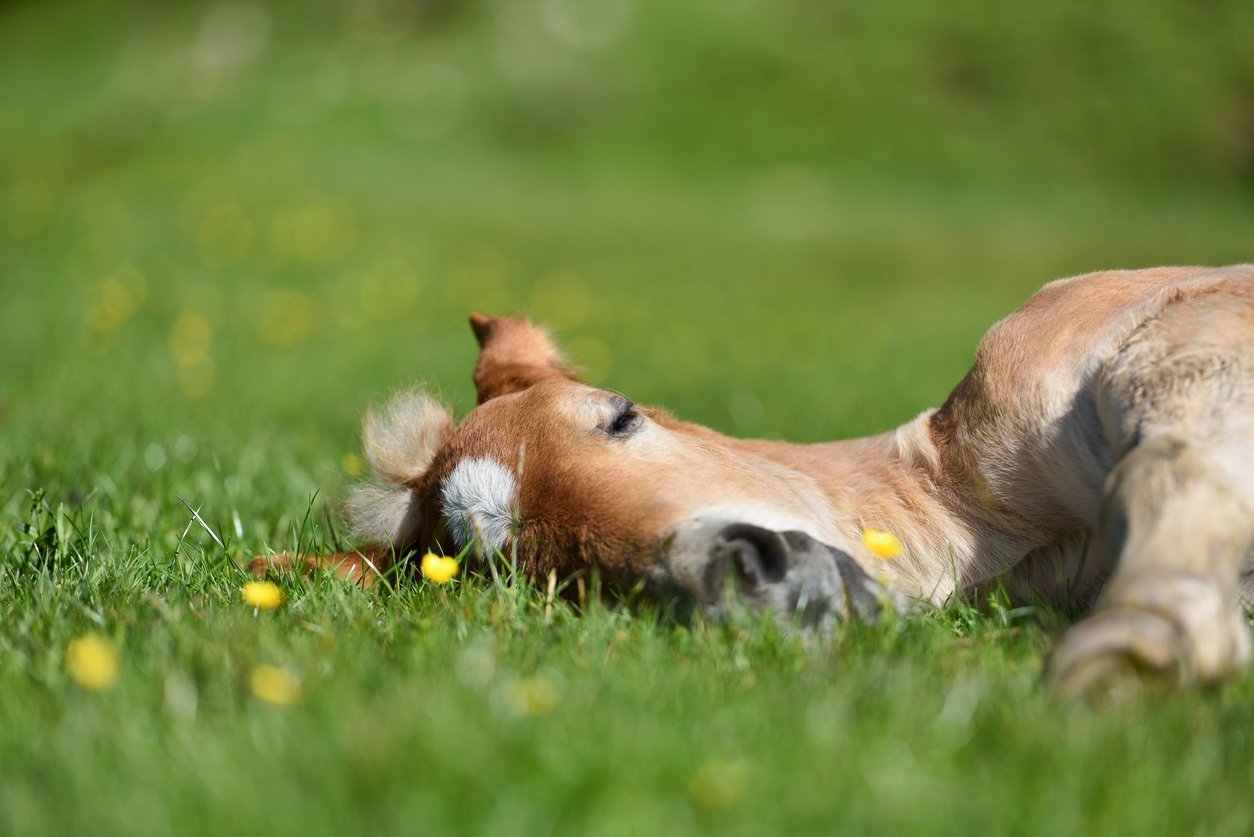 resting horse