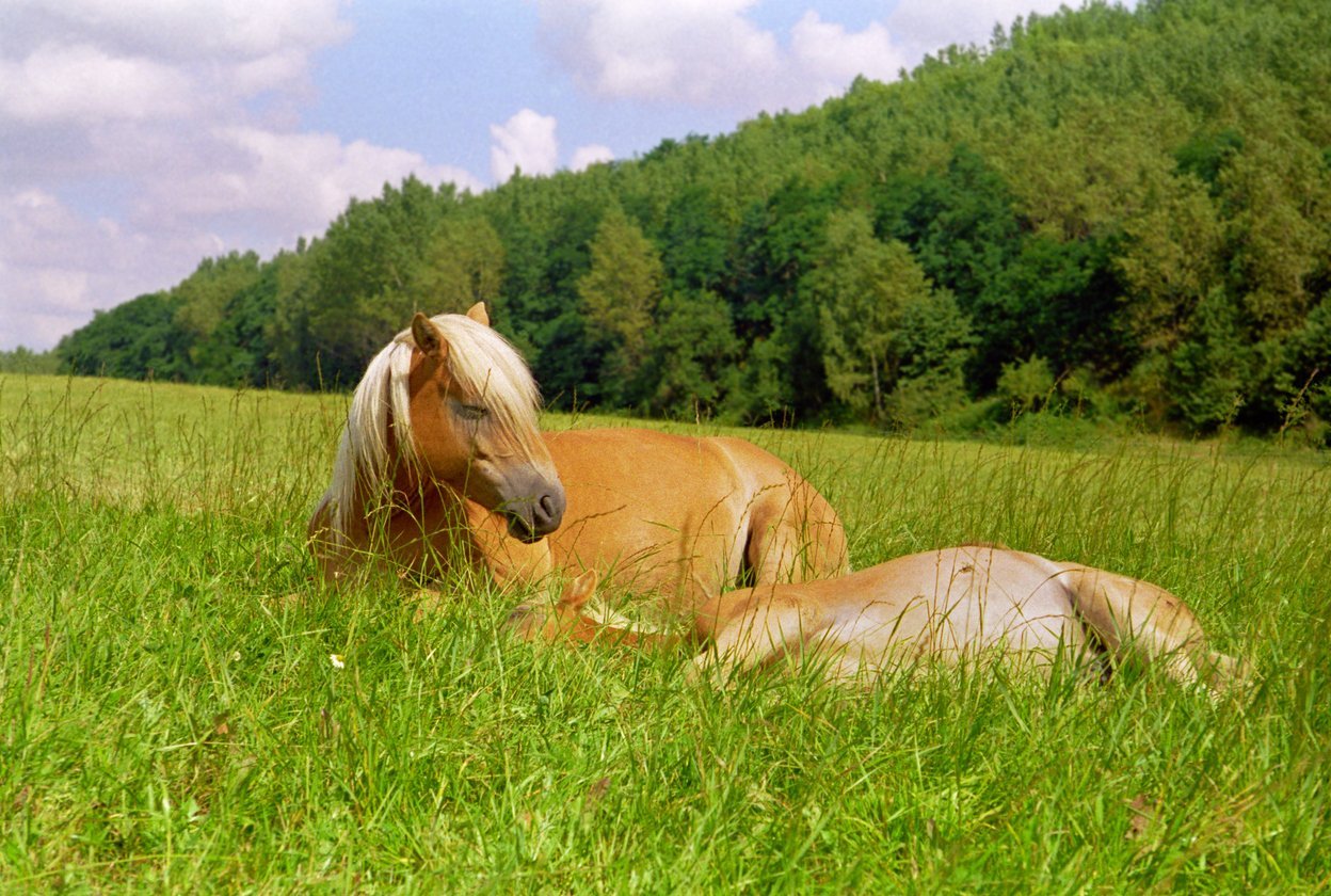 resting horse