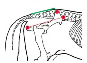 sacroiliac joint diagram