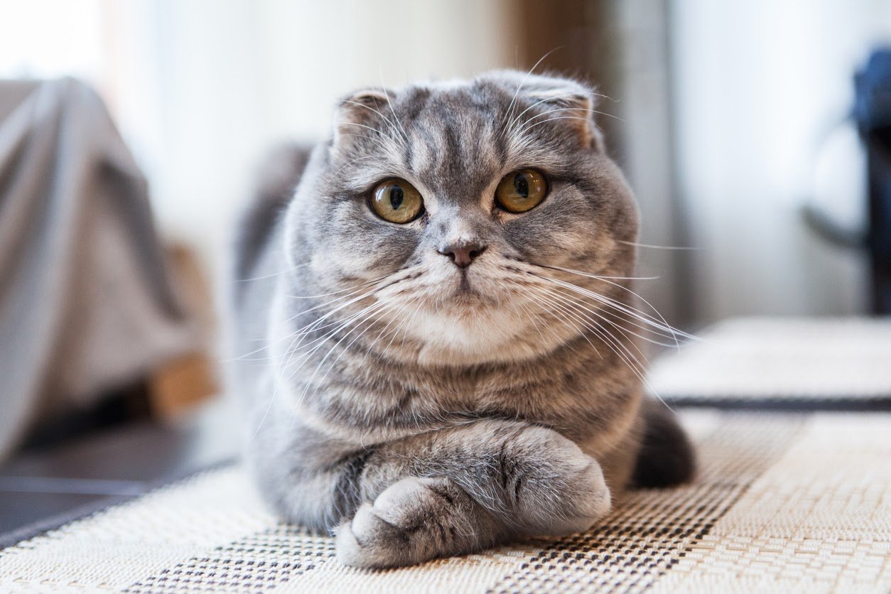 scottish folds