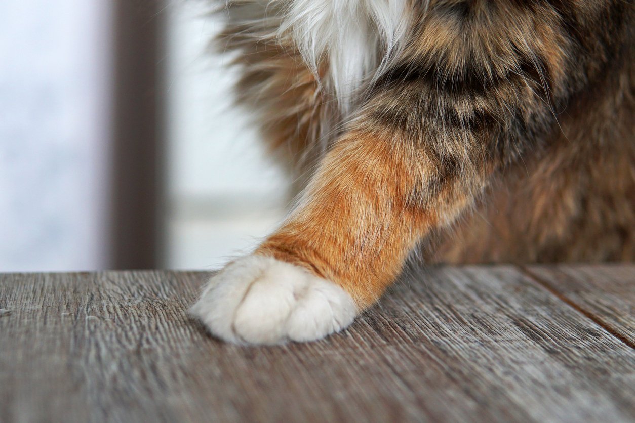 signs of cat front leg injury