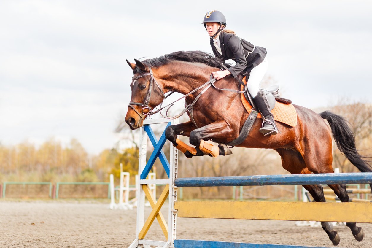 sports horse health