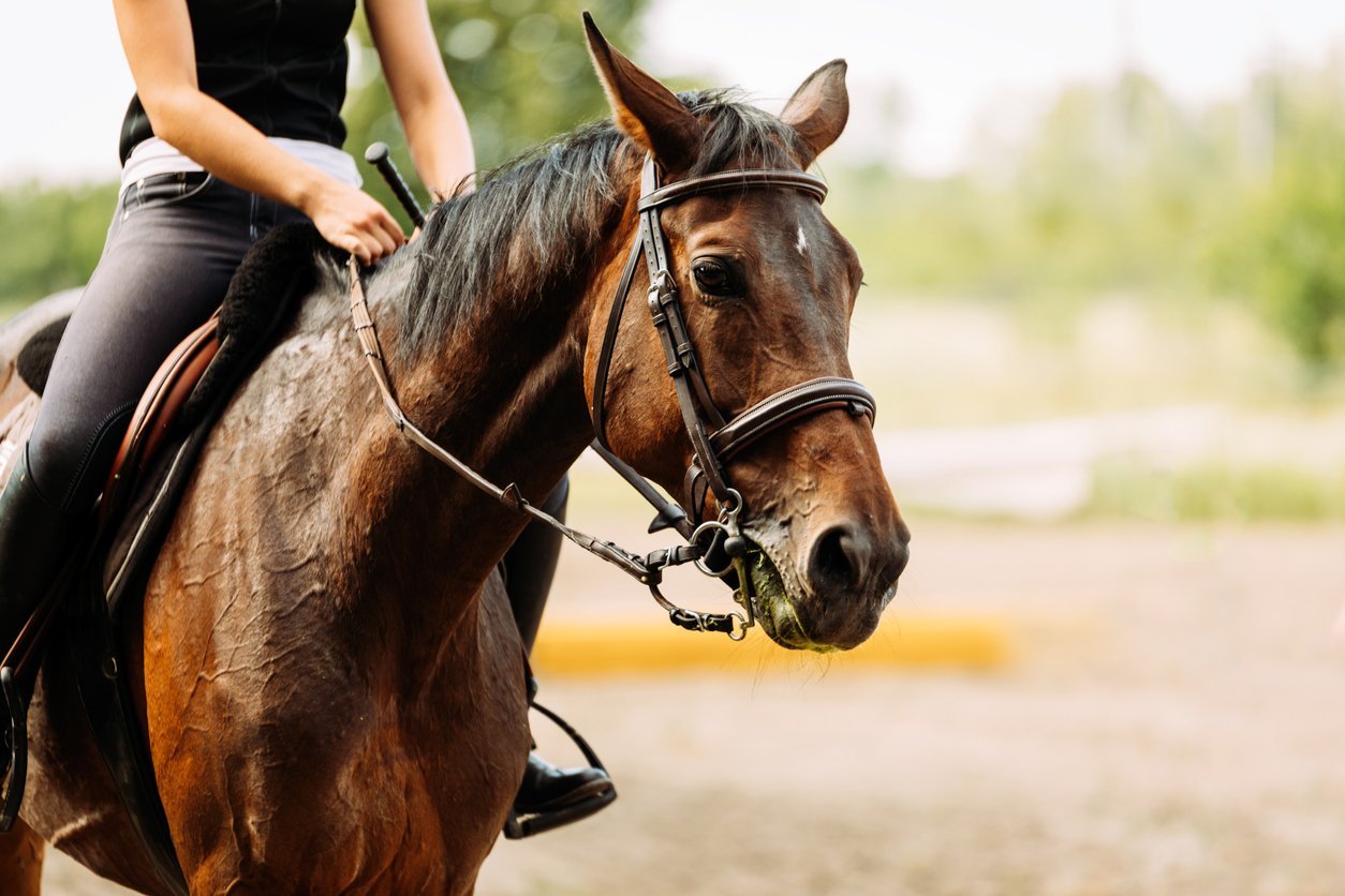 tackling kissing spine symptoms in horses