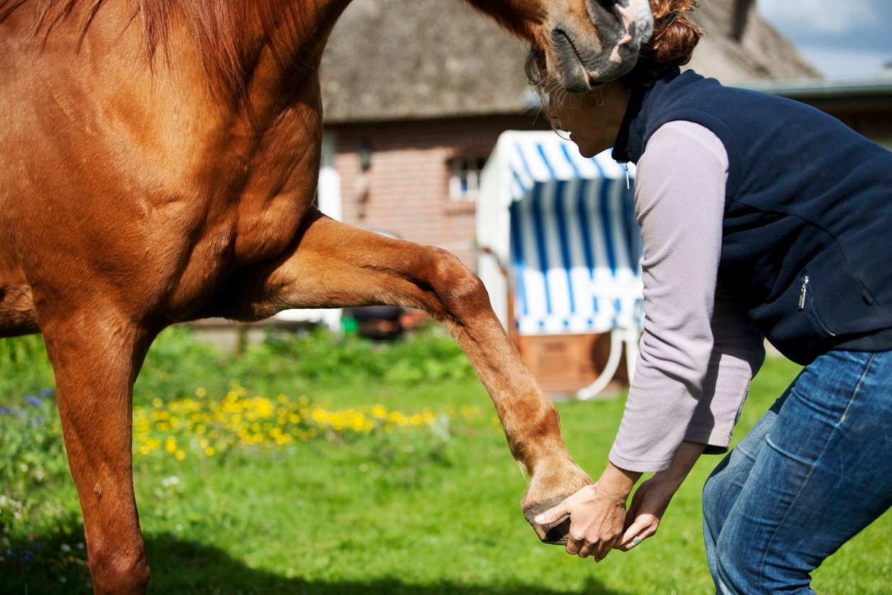 types of horse ligament injury