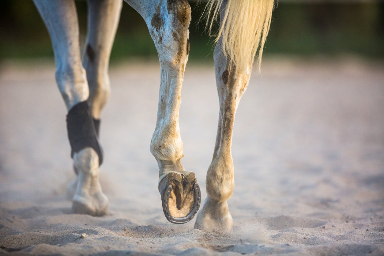 types of ligaments in horses