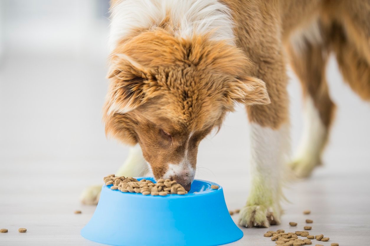 Reasons for Switching Pet Food