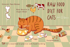 cat raw food diet