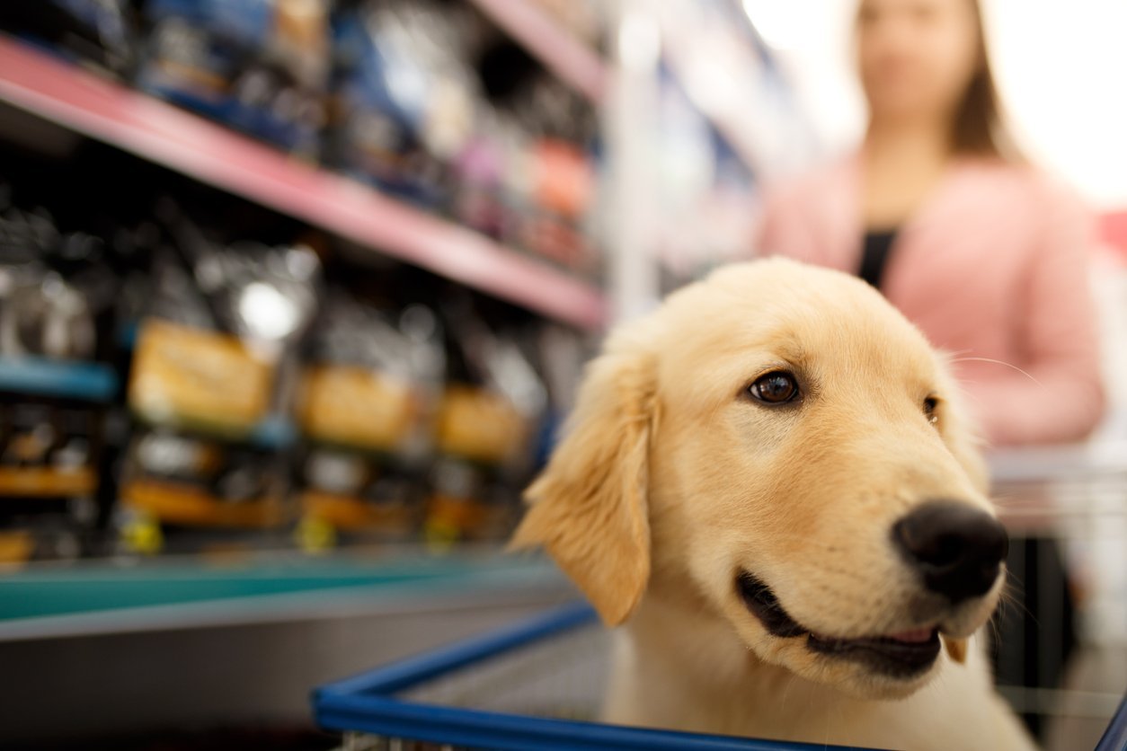 where to purchase canine glucosamine