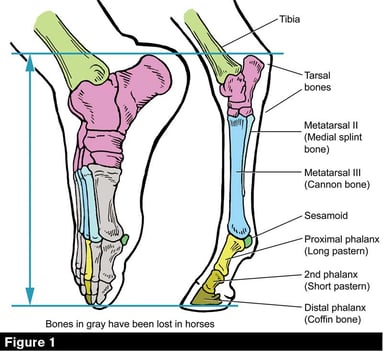 horse bones versus human ankle differences
