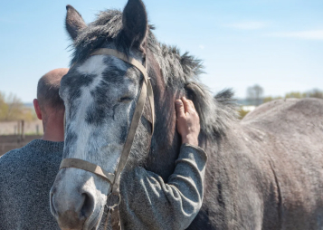 Kissing Spine in Horses