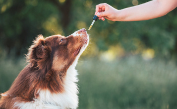 Liquid Glucosamine for Dogs