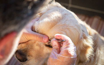 Lyme Disease in Dogs