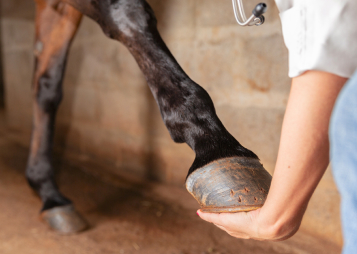 Navicular Disease in Horses