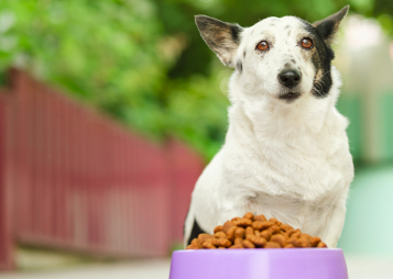 Organic Dog Treats