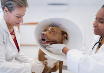 Quicker Recovery Following Dog Surgery