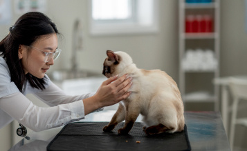 Siamese Cat Health Issues