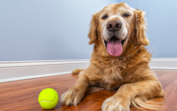 Signs of an Aging Dog