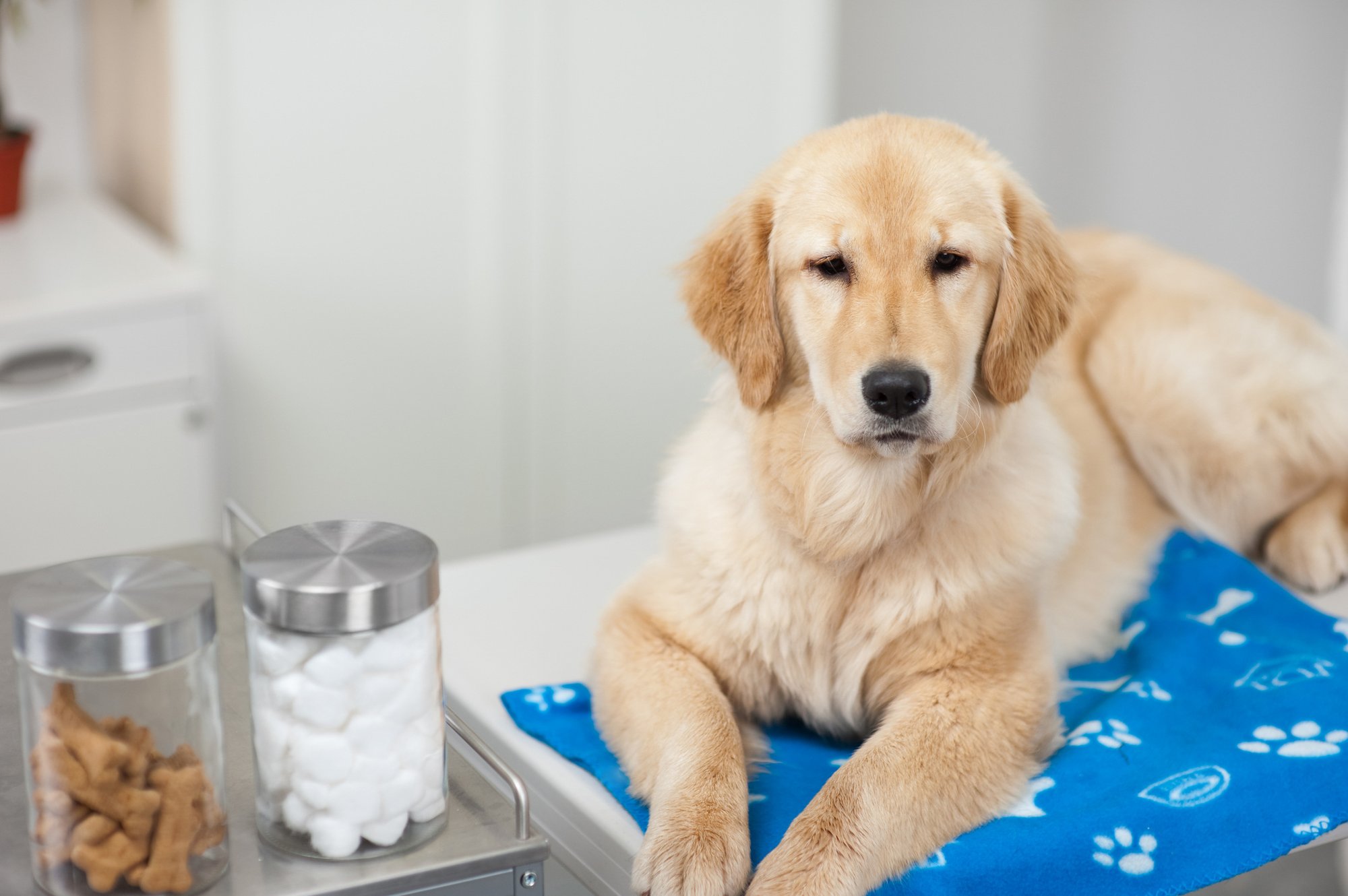 What Does Glucosamine Do for Dogs?