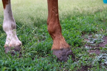 arthritis in horses