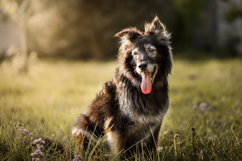 benefits-of-cbd-oil-for-dogs-with-arthritis