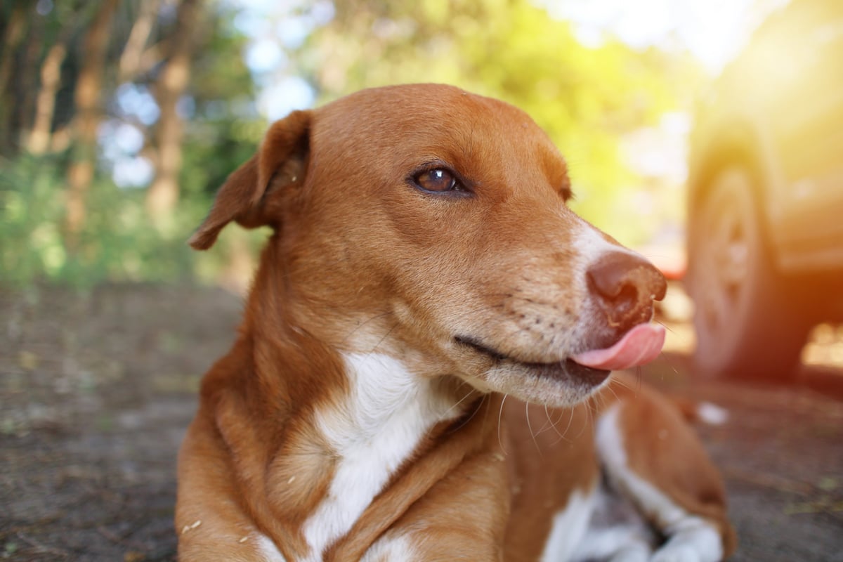 best-dog-hip-and-joint-supplement