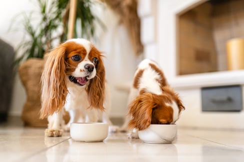 dog supplement powder