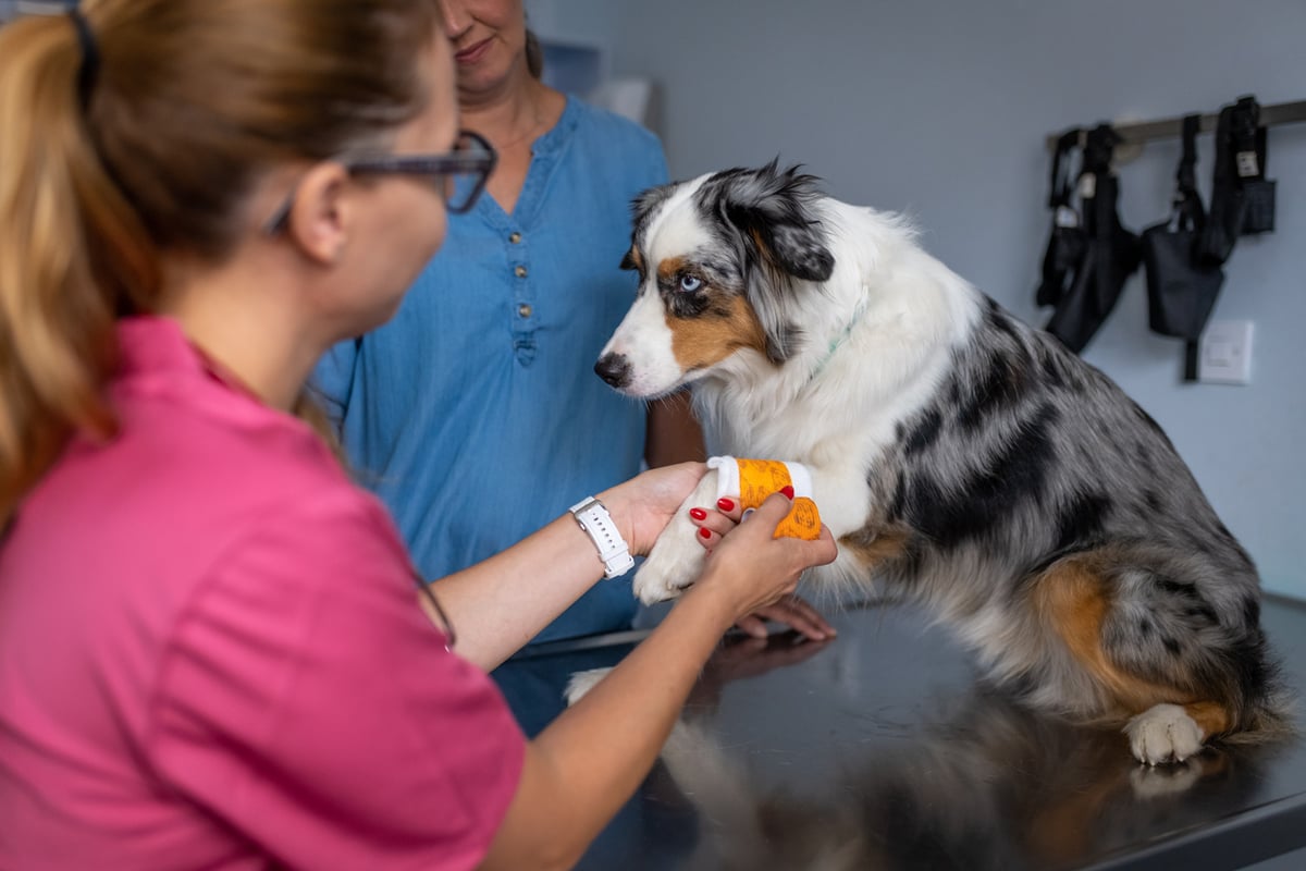 best-home-treatment-medicine-for-dog
