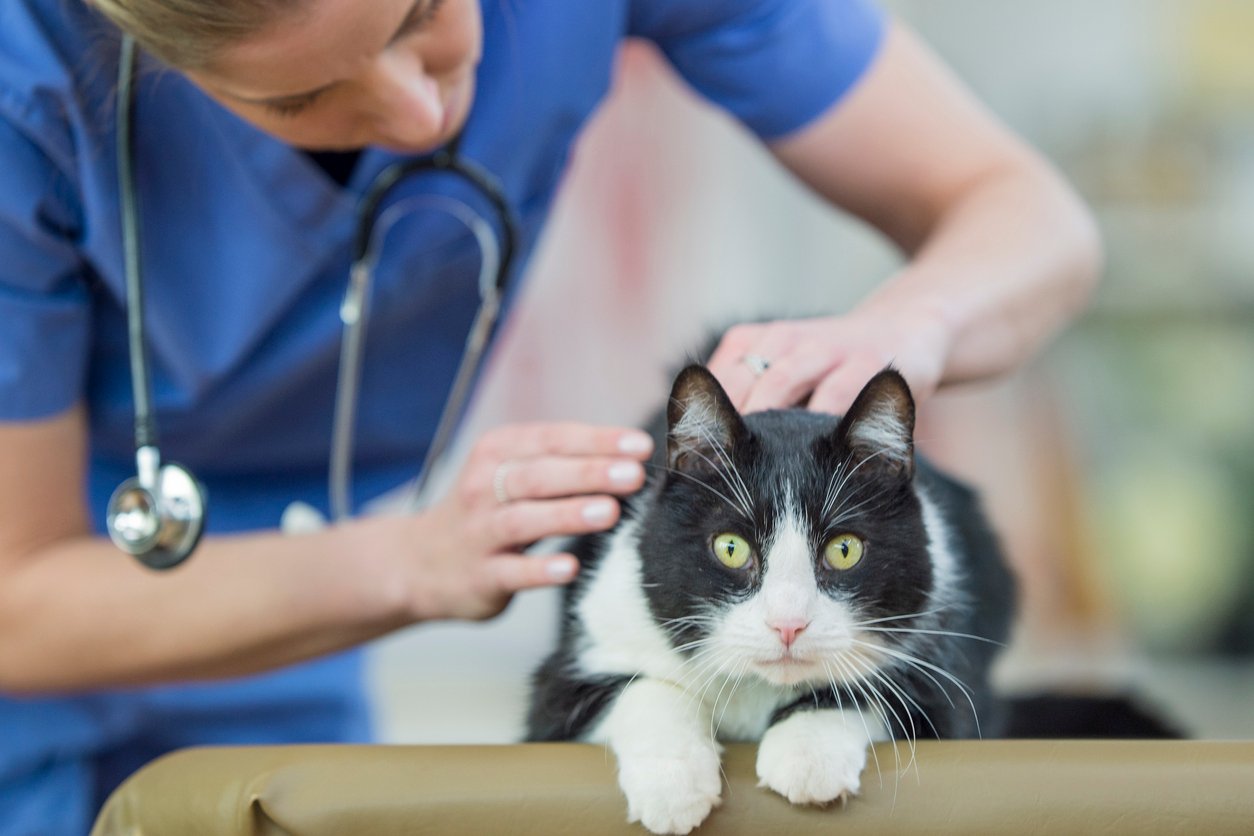 cat tail injury treatments