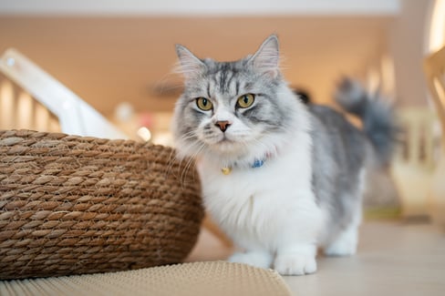 cat-health-problems