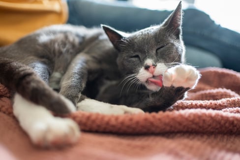 cat-sneezing-a-lot-causes-treatments -when-to-worry